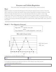 Copy Of Case Study Enzymes And Cellular Regulation Pdf Enzymes And