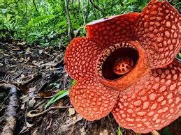 Rafflesia Flower : Risk Of Extinction – CrackitToday Affairs