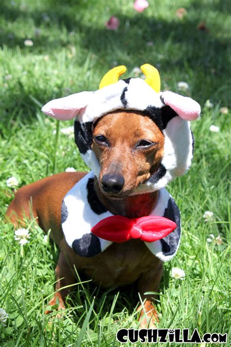 Cow Costume for Cats & Dogs from Cushzilla