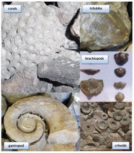 Ancient Fossils Bring Coastal Tourism Opportunities To Life In Michigan