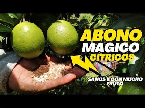 ABONO ORGÁNICO PARA TUS CÍTRICOS PLANTAS SANAS Y CON MUCHOS FRUTOS