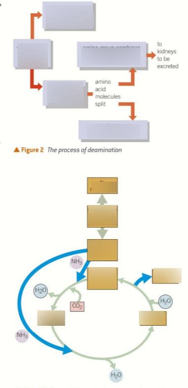 Ornithine cycle Diagram | Quizlet