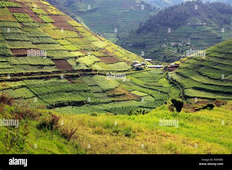 Landscape, near Kisoro, Uganda Stock Photo - Alamy