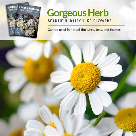 Roman Chamomile Seed for Planting - SurvivalGardenSeeds