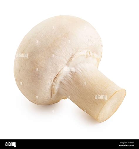 Single Whole Button Mushroom Isolated On White Stock Photo Alamy