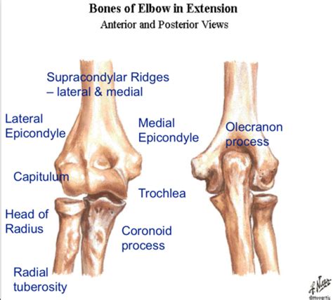 Elbow Joint Flashcards | Quizlet