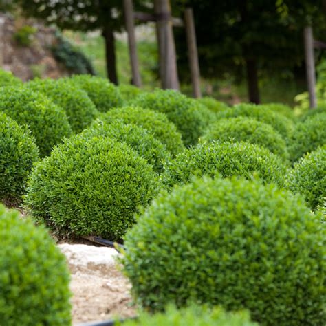 Planting Winter Gem Boxwood And Planning For A Blooming Border Flower