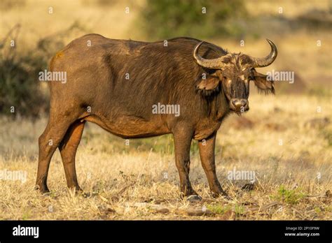 Female Cape Buffalo Stands Staring Toward Camera Stock Photo Alamy