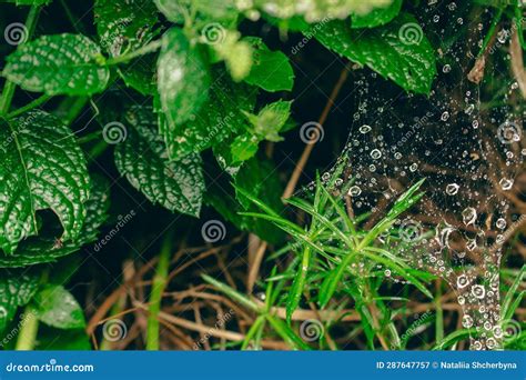 Raindrops On Spiderweb In Grass Water Drops On Spider Net Summer