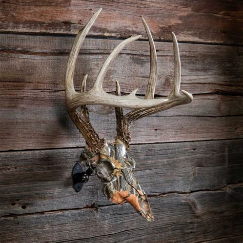 European Skull Mount Order European Skull Mount Kits Online