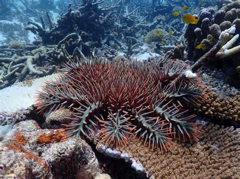 Predators Munch On Crown Of Thorns Starfish