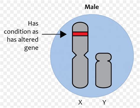 X Linked Traits X Linked Recessive Inheritance Sex Linkage Gene 8883