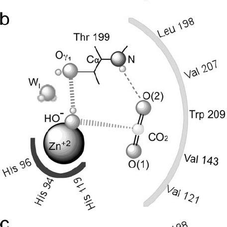 Proposed Catalytic Mechanism Of HCAII A Schematic Representation Of