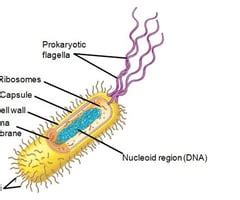 AP Biology Campbell Chapter 6 Flashcards Quizlet