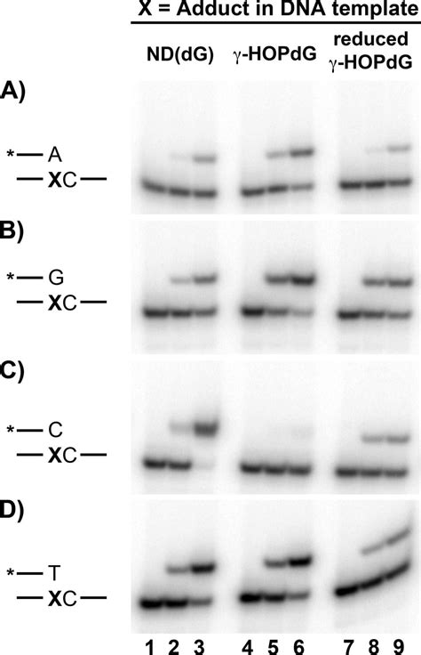 Translesion Synthesis Past Acrolein Derived Dna Adducts By Human