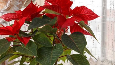 Astuce Du Poinsettia Voici Comment Il Obtient Des Feuilles Rouges