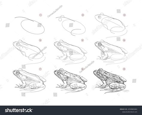 How To Draw A Realistic Frog Step By Step