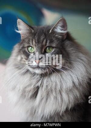 Blue Norwegian Forest Cat Female Sitting In A Green Garden With Yellow