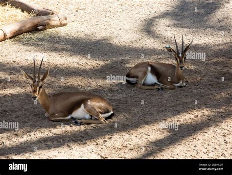 gemsbok antelope  oryx gazella  safari park stock photo alamy
