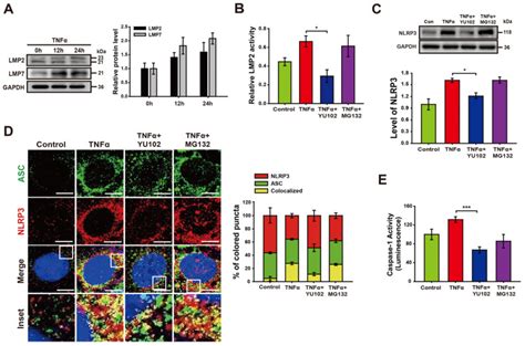 Colorectal Epithelial Cells Line Atcc Bioz