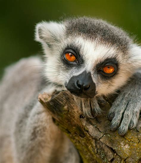 Lemur study finds first evidence of a human-like mating trait