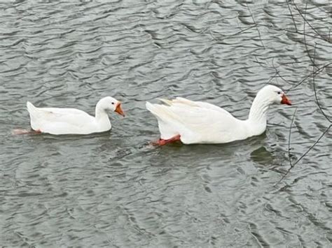 10 Domestic Goose Species & Geese Types