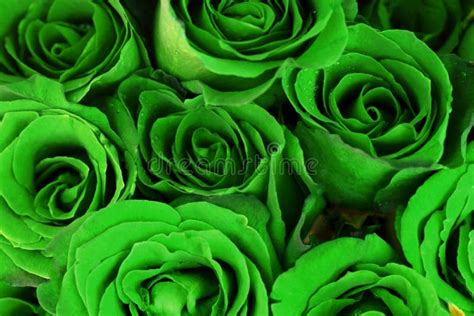 Green Roses Bouquet As Background Stock Photo - Image: 43530572