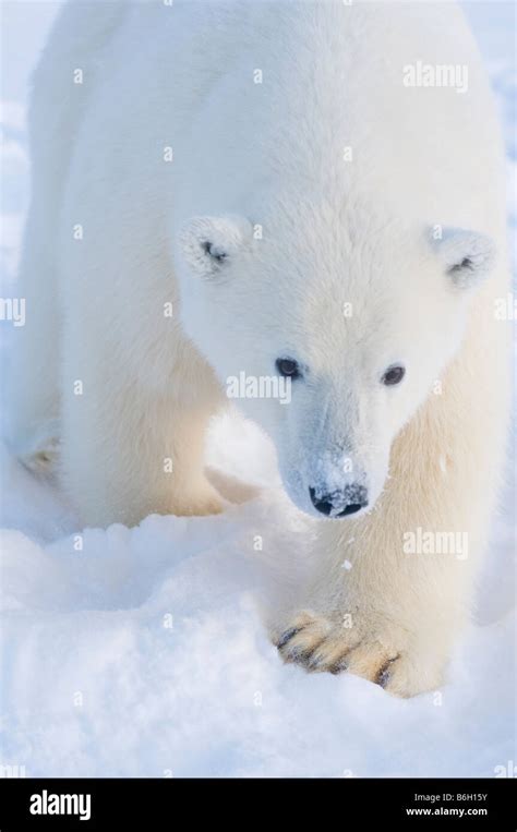 Polar Bear Ursus Maritimus Curious Cub Approaches From Newly Formed