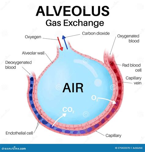 Capillaries and Alveoli Gas Exchange. in Human Body. Stock Illustration - Illustration of ...