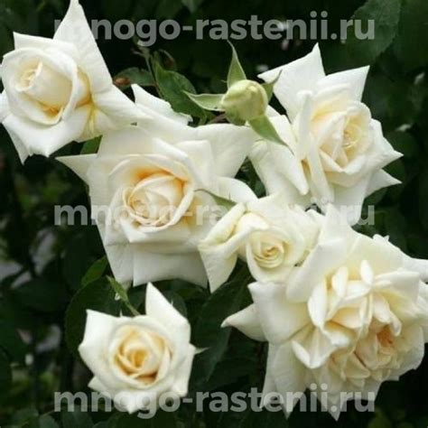 Саженцы Роза Ильзе Крон Супериор (Rosa Ilse Krohn Superior) купить по ...