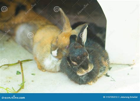 Two rabbits fall asleep stock image. Image of beautiful - 115735313