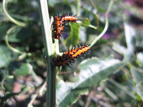 Gardening For Butterflies Gulf Fritillary Butterfly Host Plant Passion Flower Vine