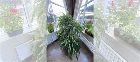 Папоротник комнатный купить в Красноярске | Товары для дома и дачи | Авито