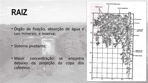 Morfologia E Fenologia Do Cafeeiro Ppt