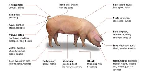 Pig Health & Well-Being - Small Scale Pig Farming