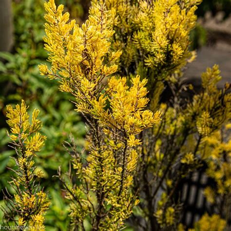 Erica Arborea Alberts Gold Houtmeyers Plantencentrum En