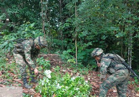 El Ej Rcito Nacional Destruye Laboratorio Y Semillero Del Clan Del