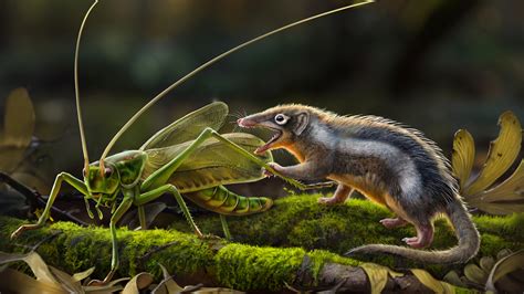 New fossils of tiny, toothy early mammals could be a major missing link | Popular Science