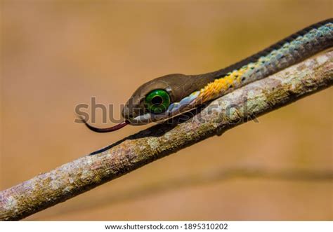 Beautiful Juvenile Boomslang Bulging Green Eyes Stock Photo 1895310202 ...