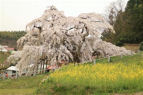 三春滝桜 No 2401074｜写真素材なら「写真ac」無料（フリー）ダウンロードok