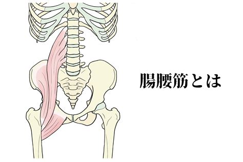 [b 腸腰筋] 腸腰筋の筋トレ＆ストレッチ｜腰まわりの筋肉の鍛え方（総集編） トレーニング ×スポーツ『melos』