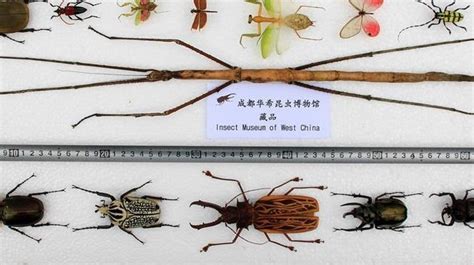 The World S Longest Stick Insect Is 2 Feet Long Bol News