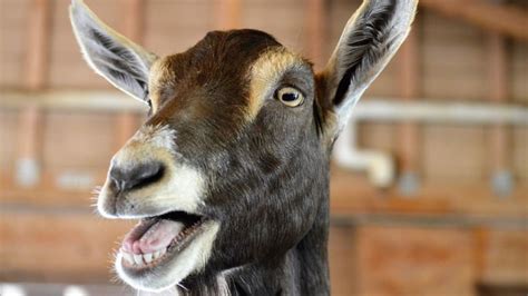 Why Do Fainting Goats Faint? | Mental Floss