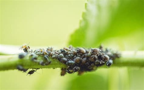 How to Identify and Combat an Aphid Infestation