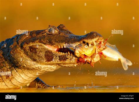 Crocodile teeth fish hi-res stock photography and images - Alamy