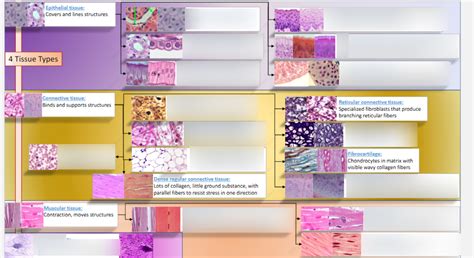 Tissue Types Diagram | Quizlet