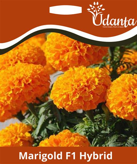 Plantogallery Marigold F1 Hybrid Orange Color Flower Seeds