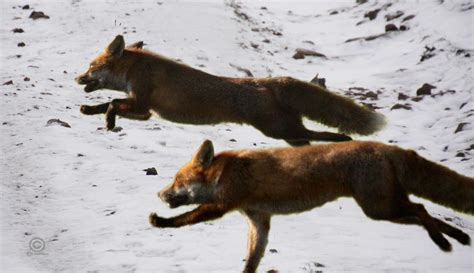 Colne Valley Beagles and other things of interest.: THE FOXES HUNT