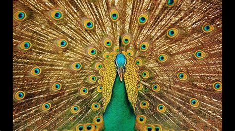 Peacock Sounds Voice Of Peacock Call Youtube