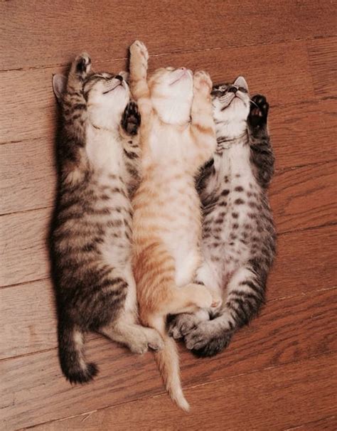 22+ Sleepy Kittens Doing What They Do Best – Sleep | Bored Panda